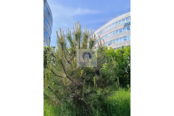 mazowieckie, Warszawa, Włochy, Krańcowa, Włochy: lokal biurowy 344m2 do wynajęcia